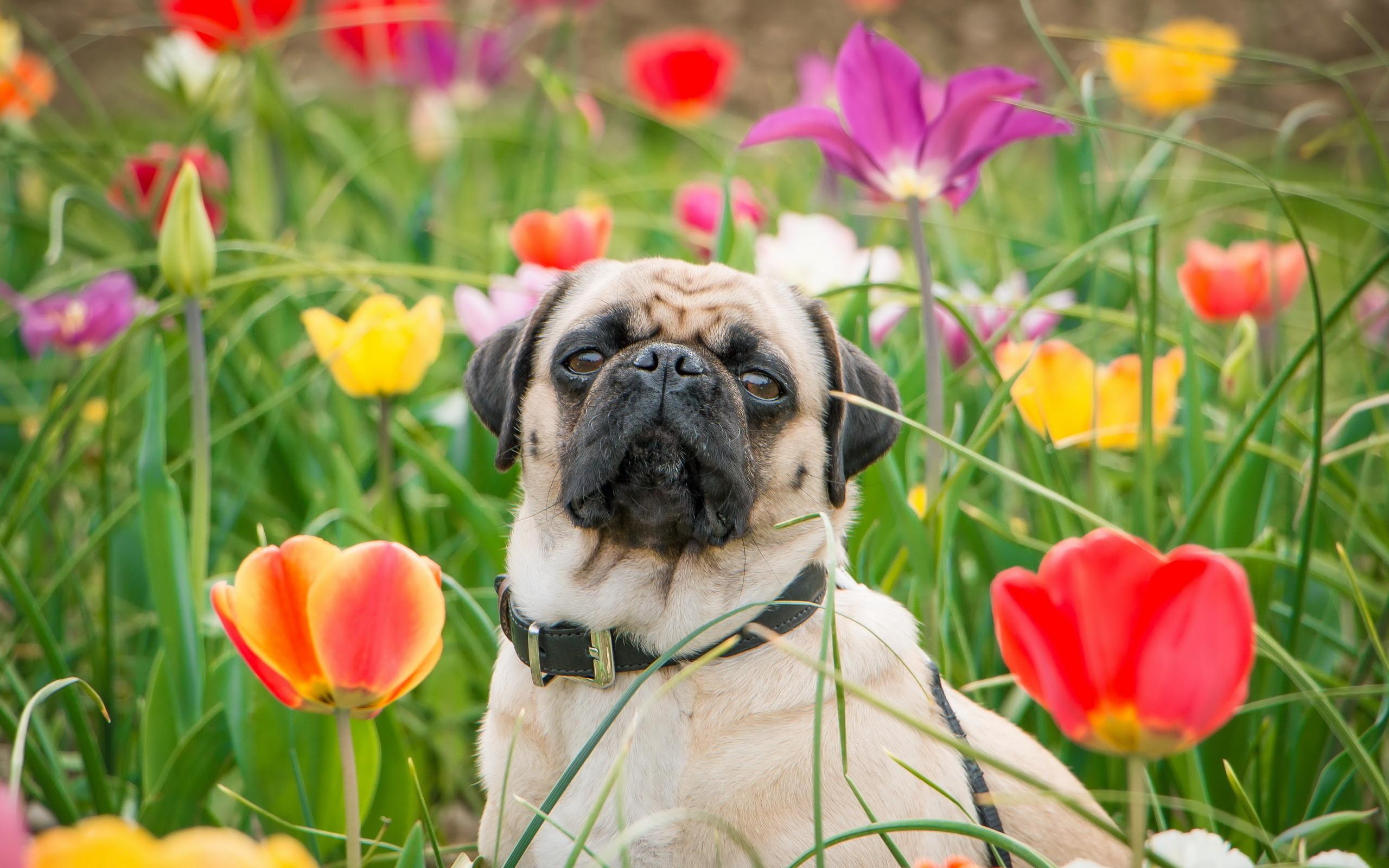 2560x1600 Pug Computer Wallpaper Desktop Background Id570930
