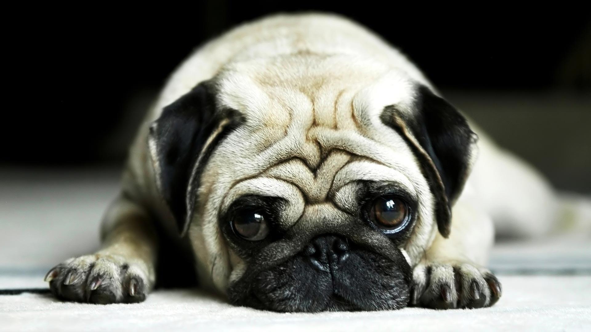 1920x1080 1920x1080 pug desktop wallpaper picture free JPG 224 kB HD Wallpaper