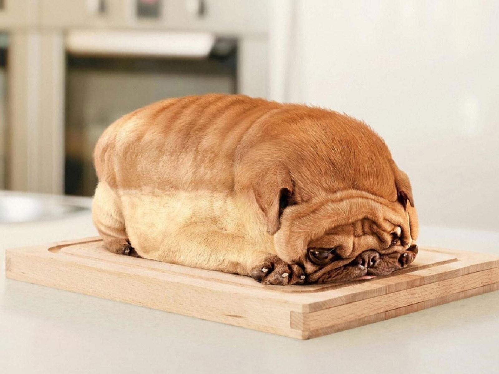 1600x1200 Wallpaper Pug, Bread, Funny 1920x1080 1080p • Wallpaper For You HD Wallpaper For Desktop & Mobile
