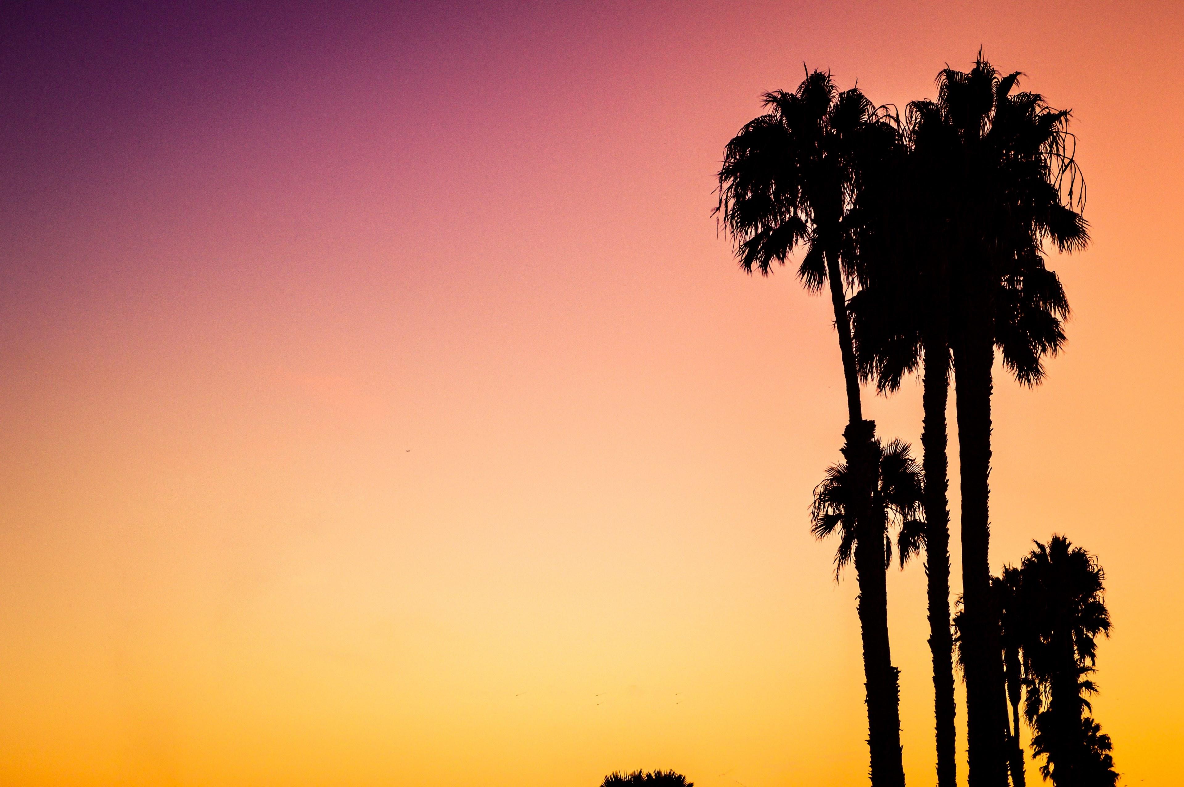 3840x2553 Wallpaper / a silhouette of palm trees on venice beach against a vibrant pink and orange sunset sky, venice beach palm trees at sunset 4k wallpaper