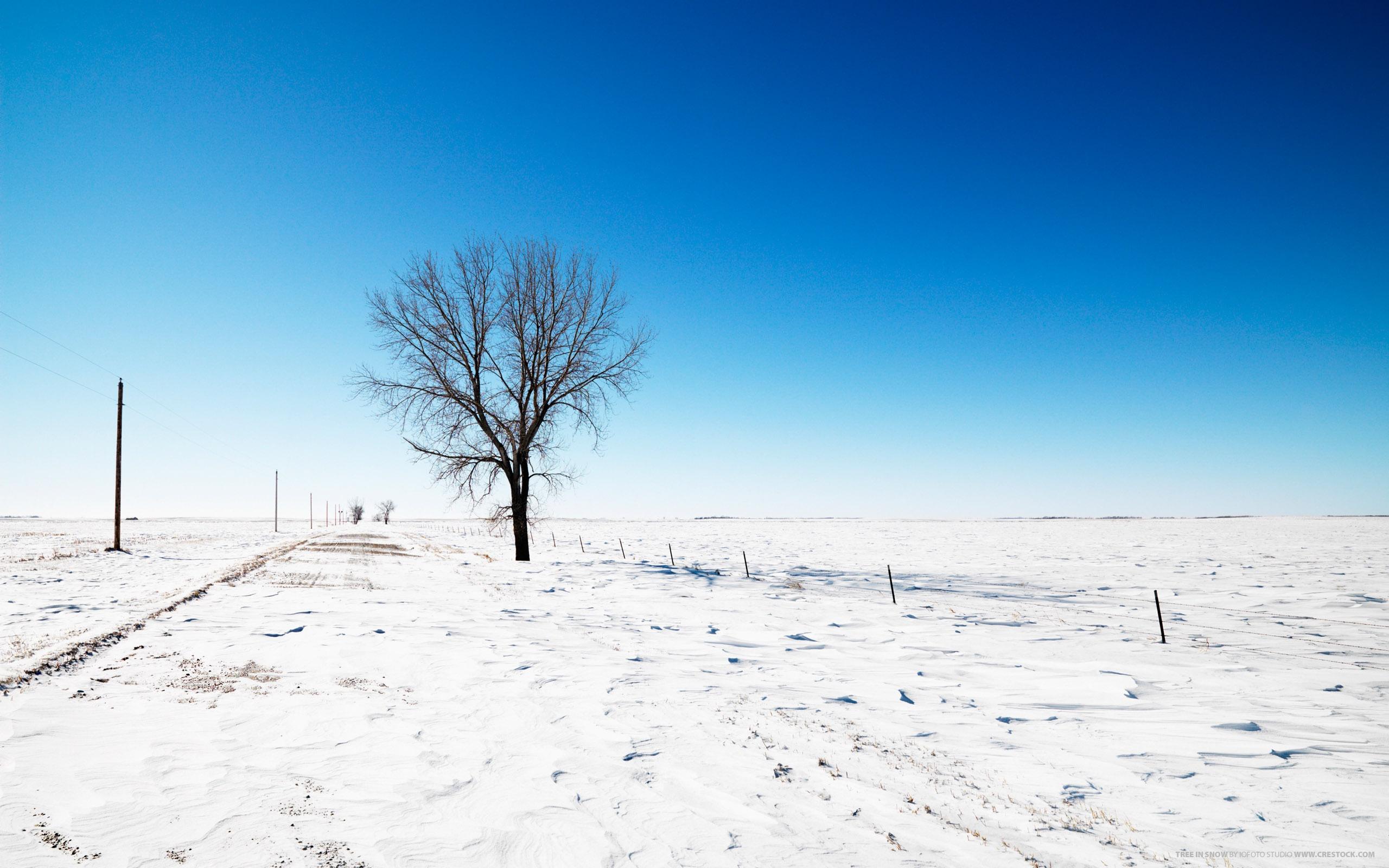 2560x1600 Alone in Snow Wallpaper in jpg format for free download