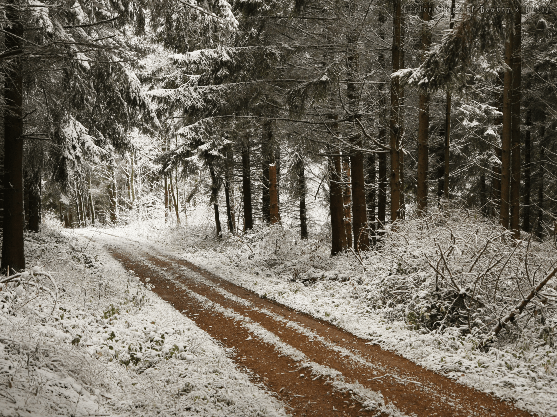 1920x1440 First Snow in the Forest HD Wallpaper