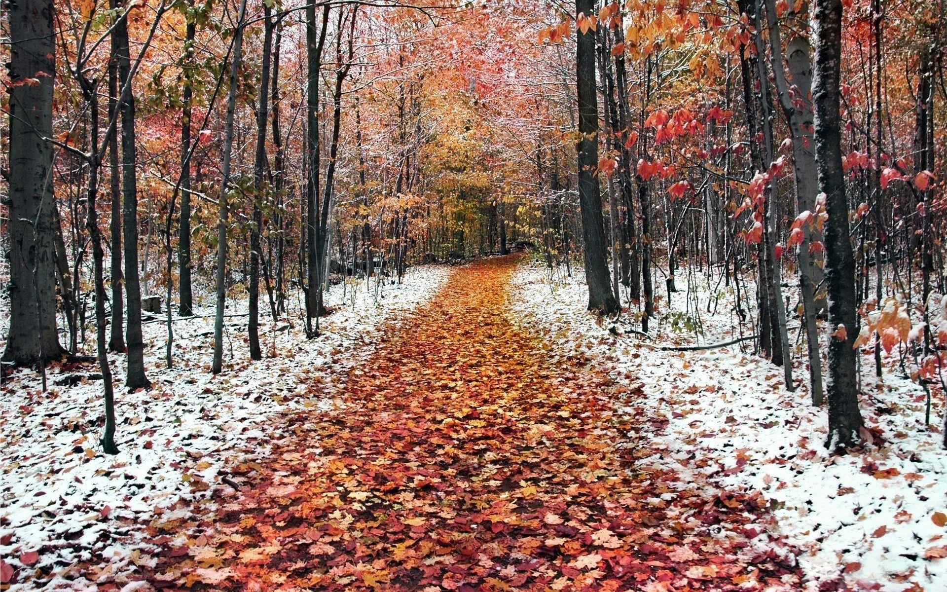 1920x1200 First Snow Wallpaper