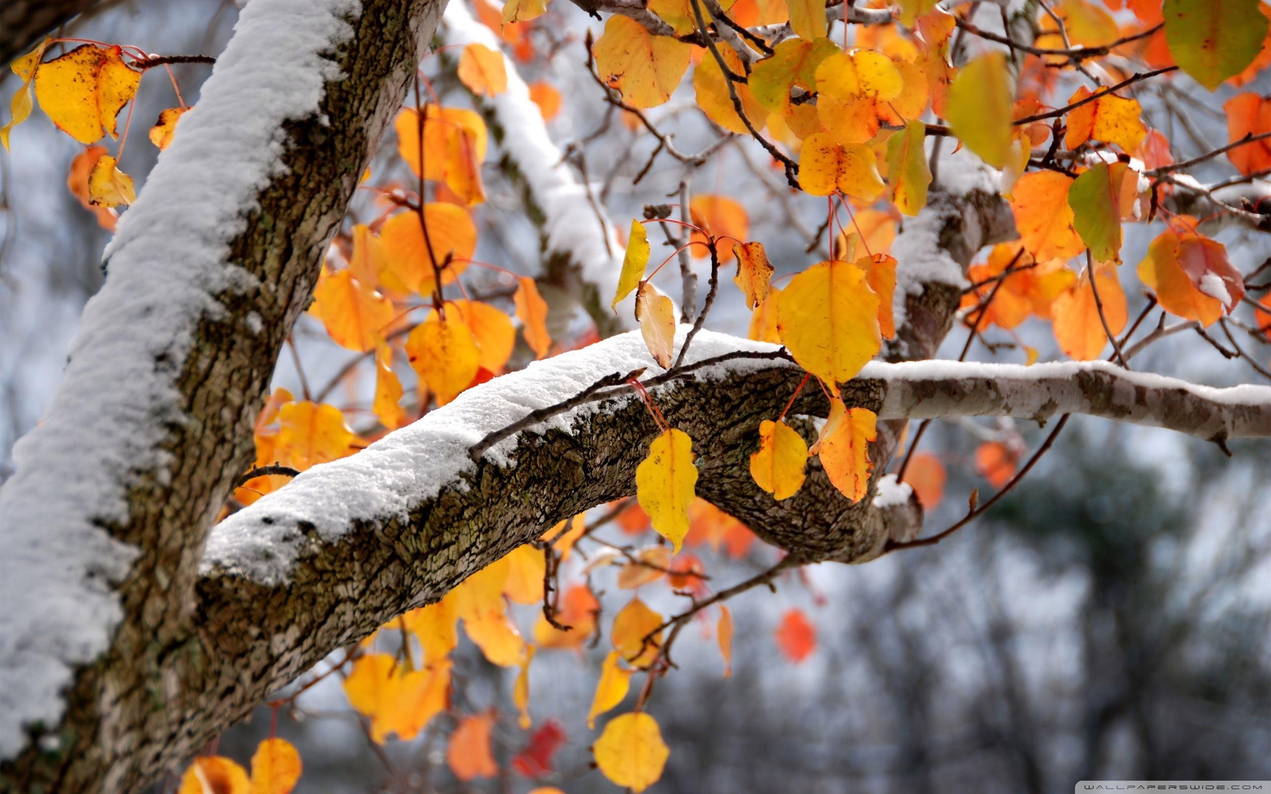 2560x1600 First Snow HDR Ultra HD Desktop Background Wallpaper for 4K UHD TV : Multi Display, Dual Monitor : Tablet