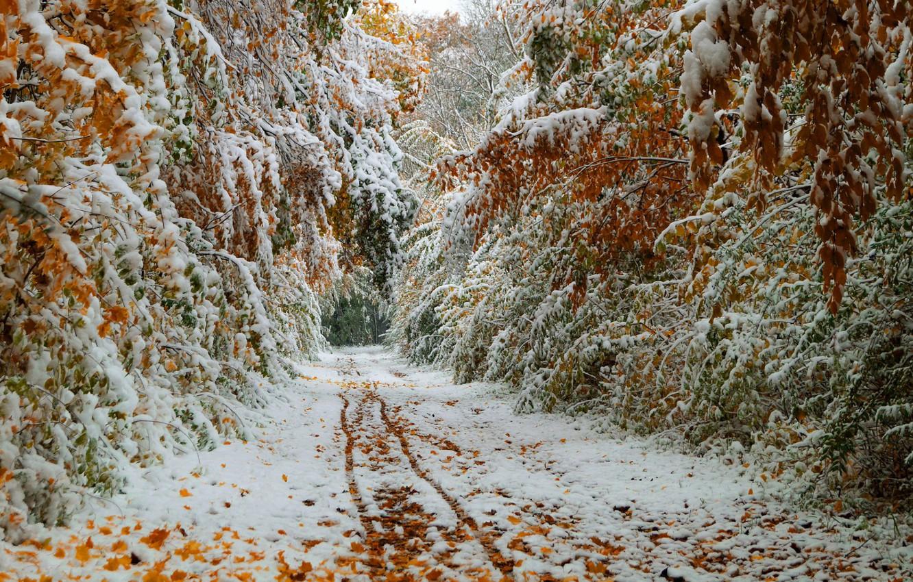 1332x850 Wallpaper path, the first snow, winter trees image for desktop, section природа