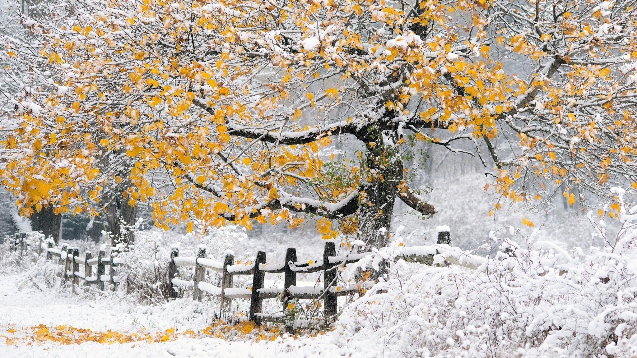 2048x1152 Autumn Tree Covered With Snow First Snow Wallpaper And Image. Desktop Background