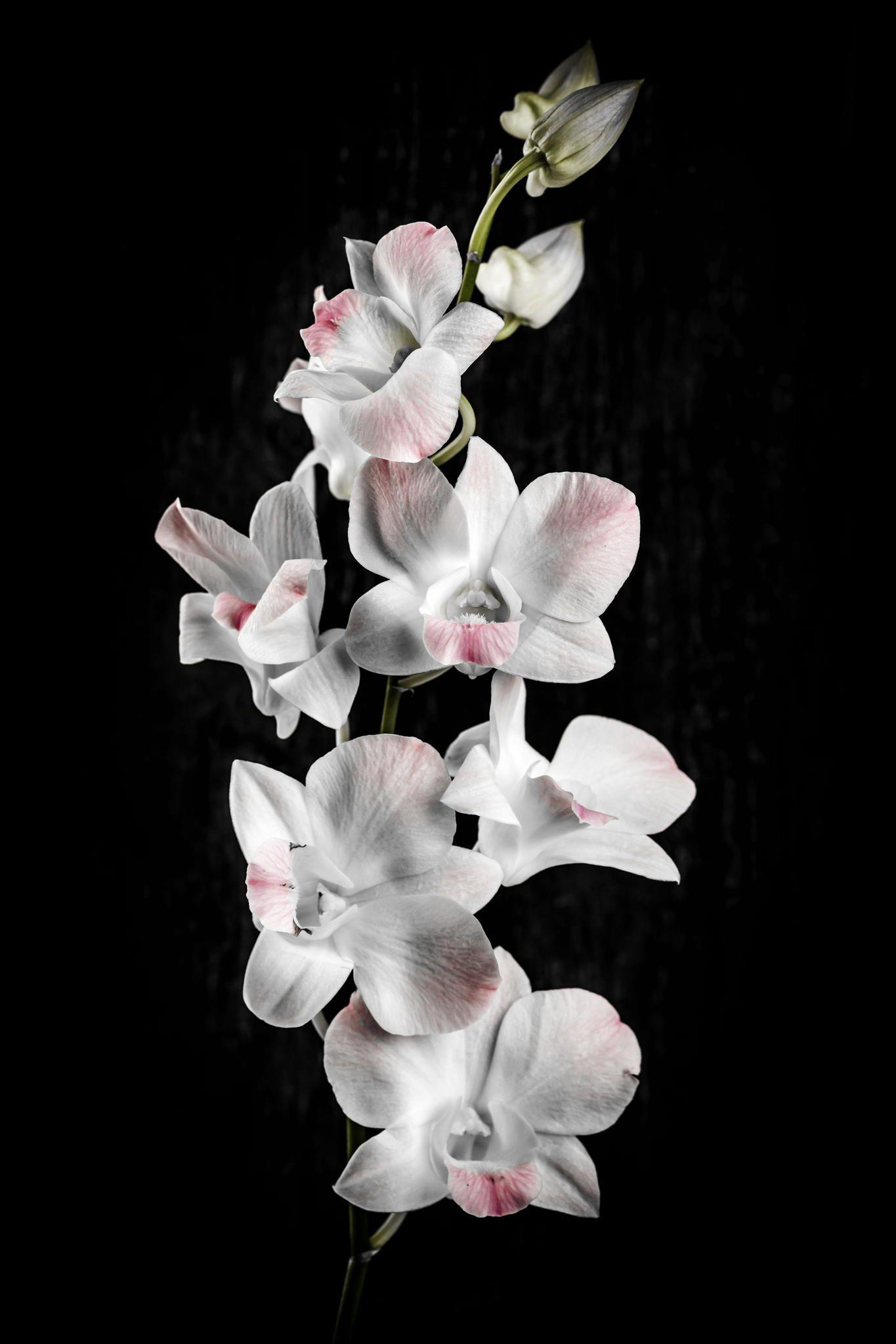 1365x2048 Orchid flowers on black. Orchid flower, Orchid wallpaper, Beautiful flowers photography