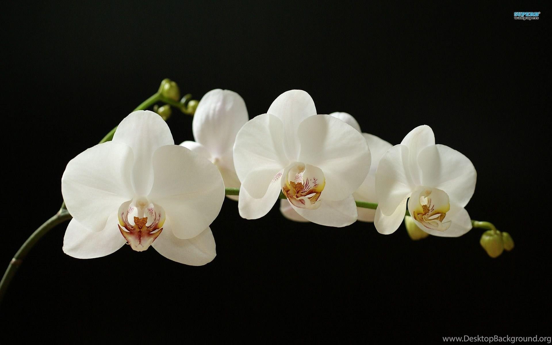 1920x1200 White Orchid Wallpaper Flower Wallpaper Desktop Background