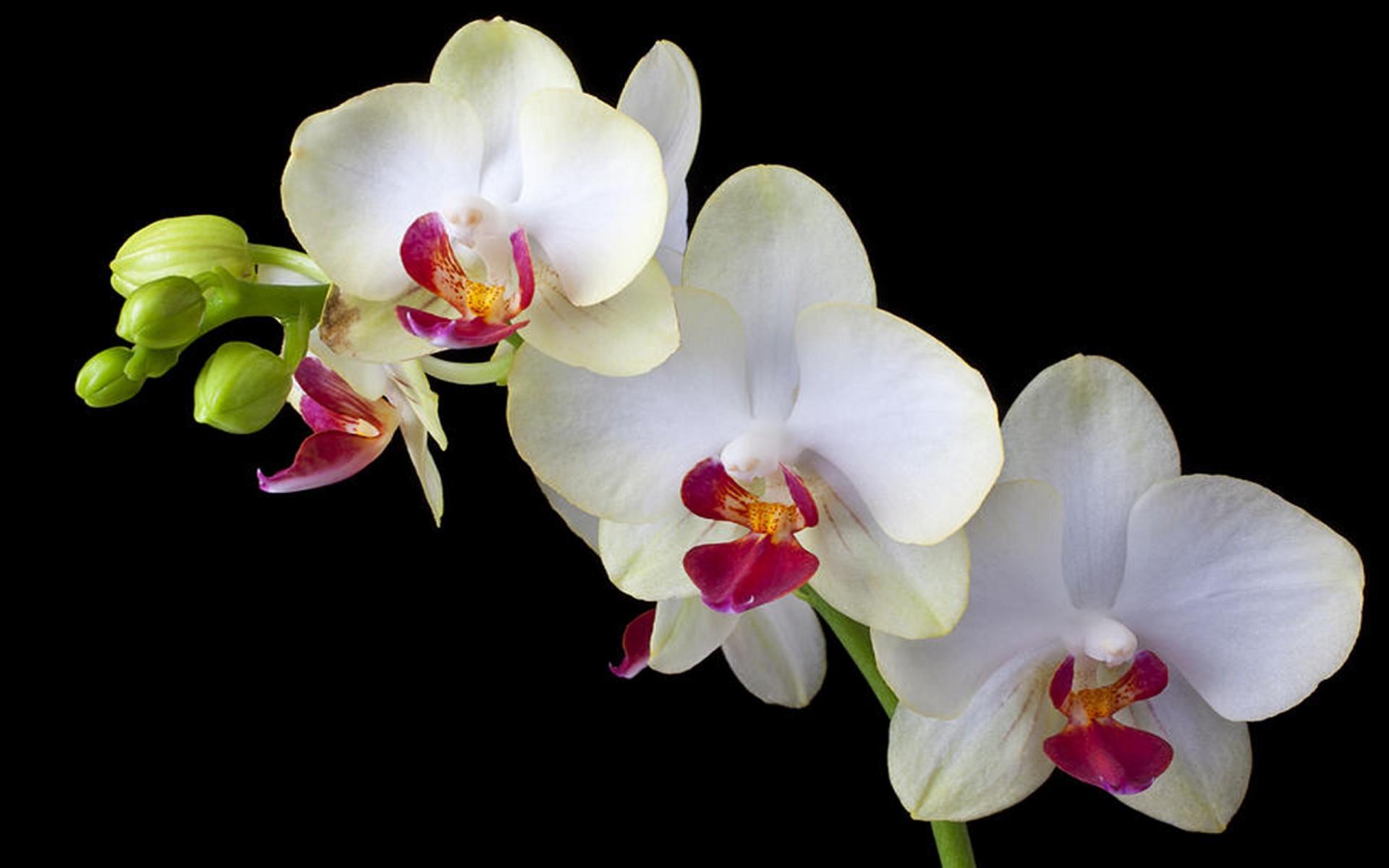 1920x1200 Three Wonderfull White Orchid Flower Black Background HD :