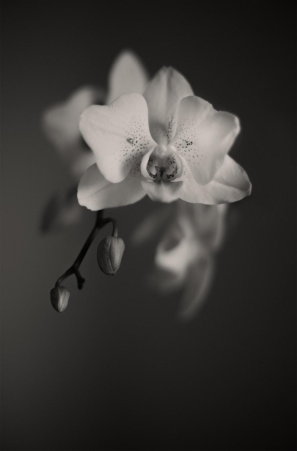 Black and White Orchid Wallpapers Top Free Black and White Orchid