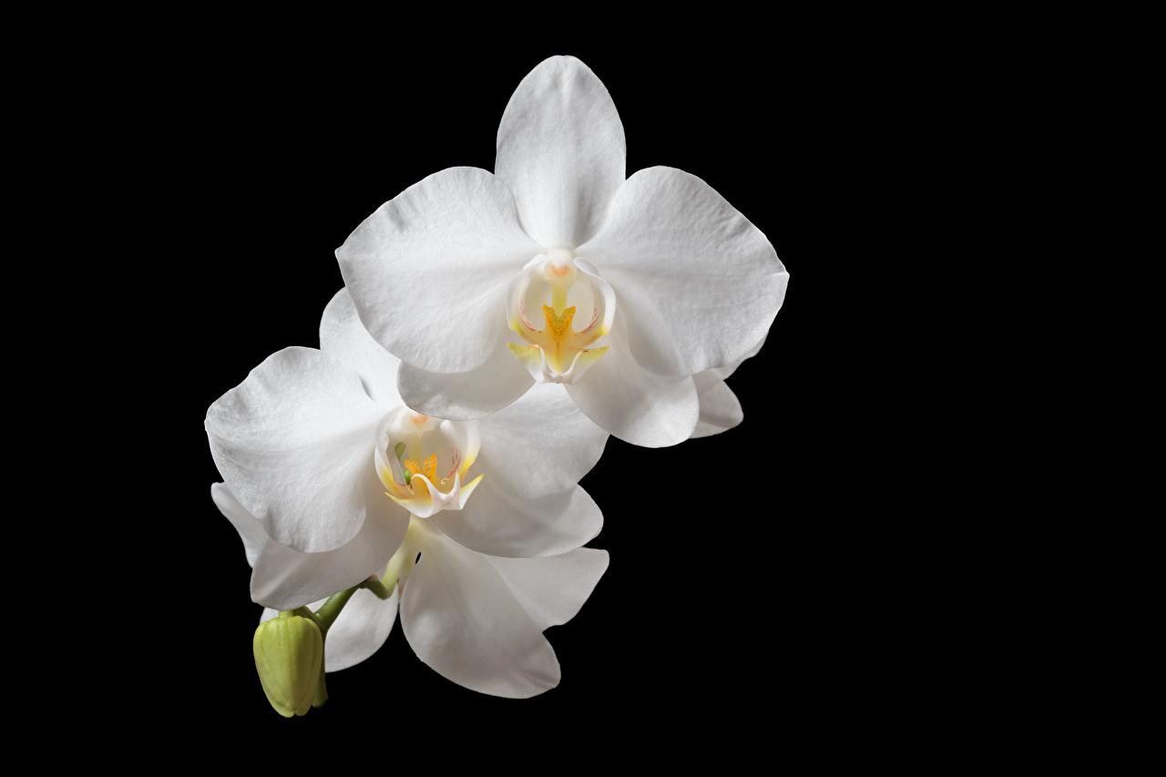 1280x853 Wallpaper White Orchid flower Closeup Black background