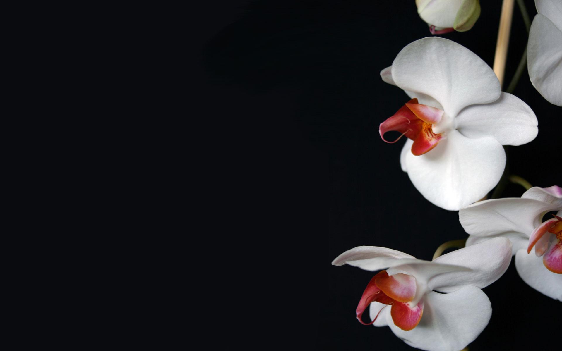 1920x1200 White Orchid On Black Bg Background For PowerPoint PPT Templates