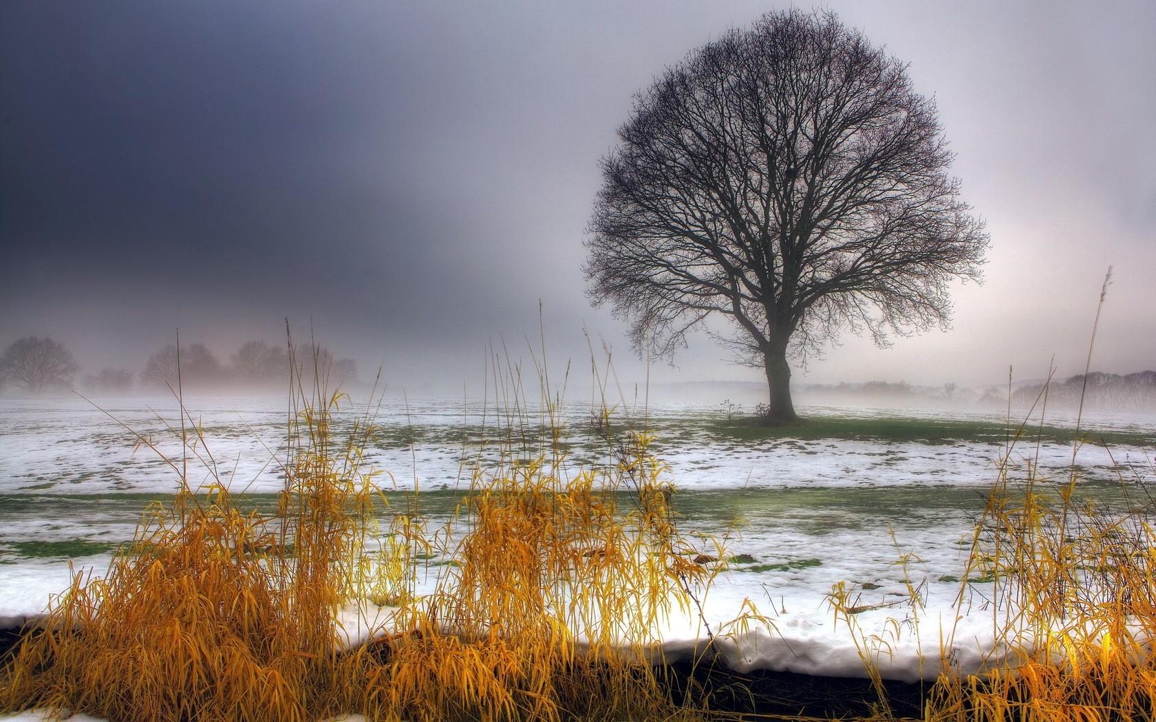 1680x1050 1680x1050 Tree, First snow, Autumn, Grass, Fog wallpaper JPG
