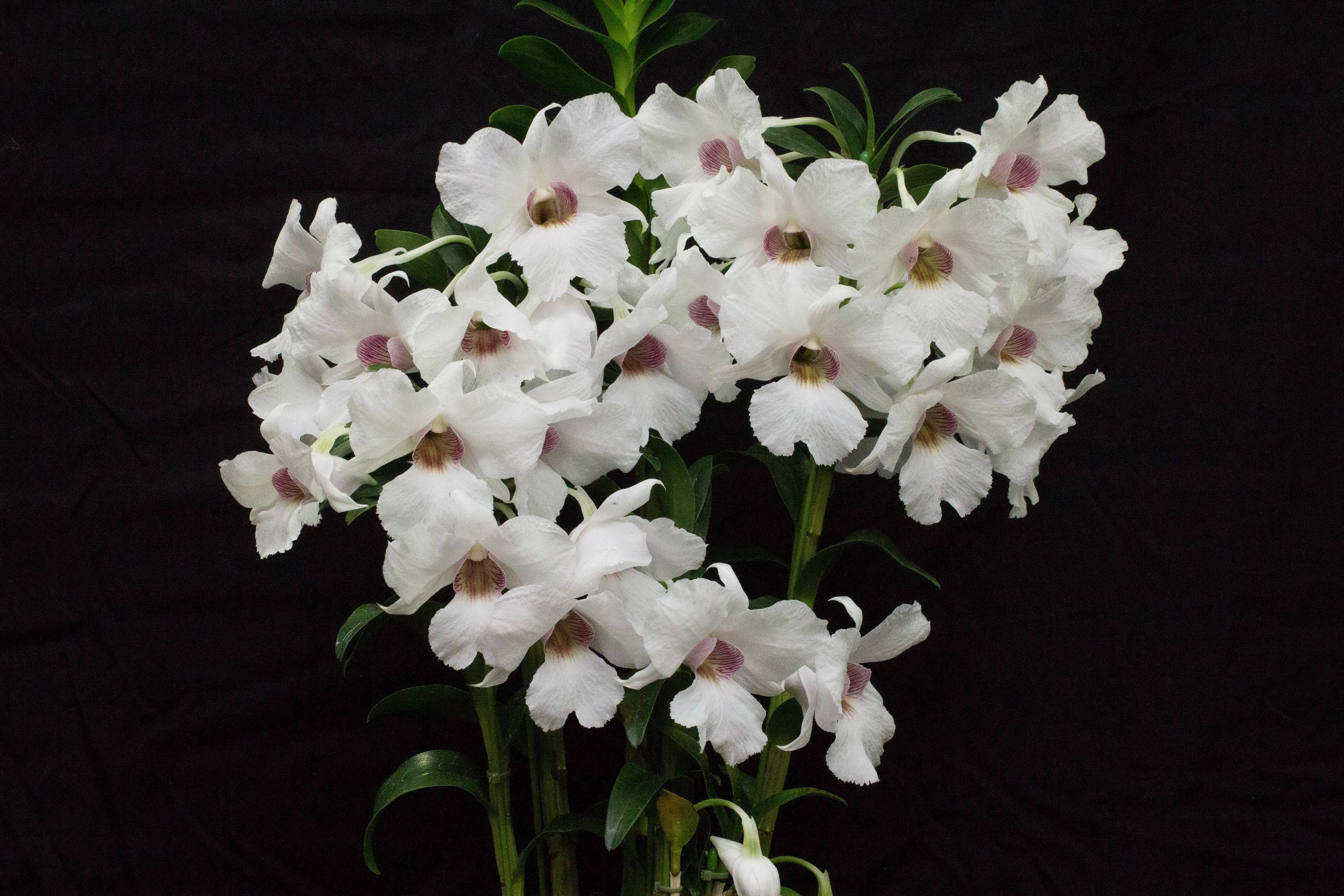 3300x2200 Orchid, Black background, White HD Wallpaper