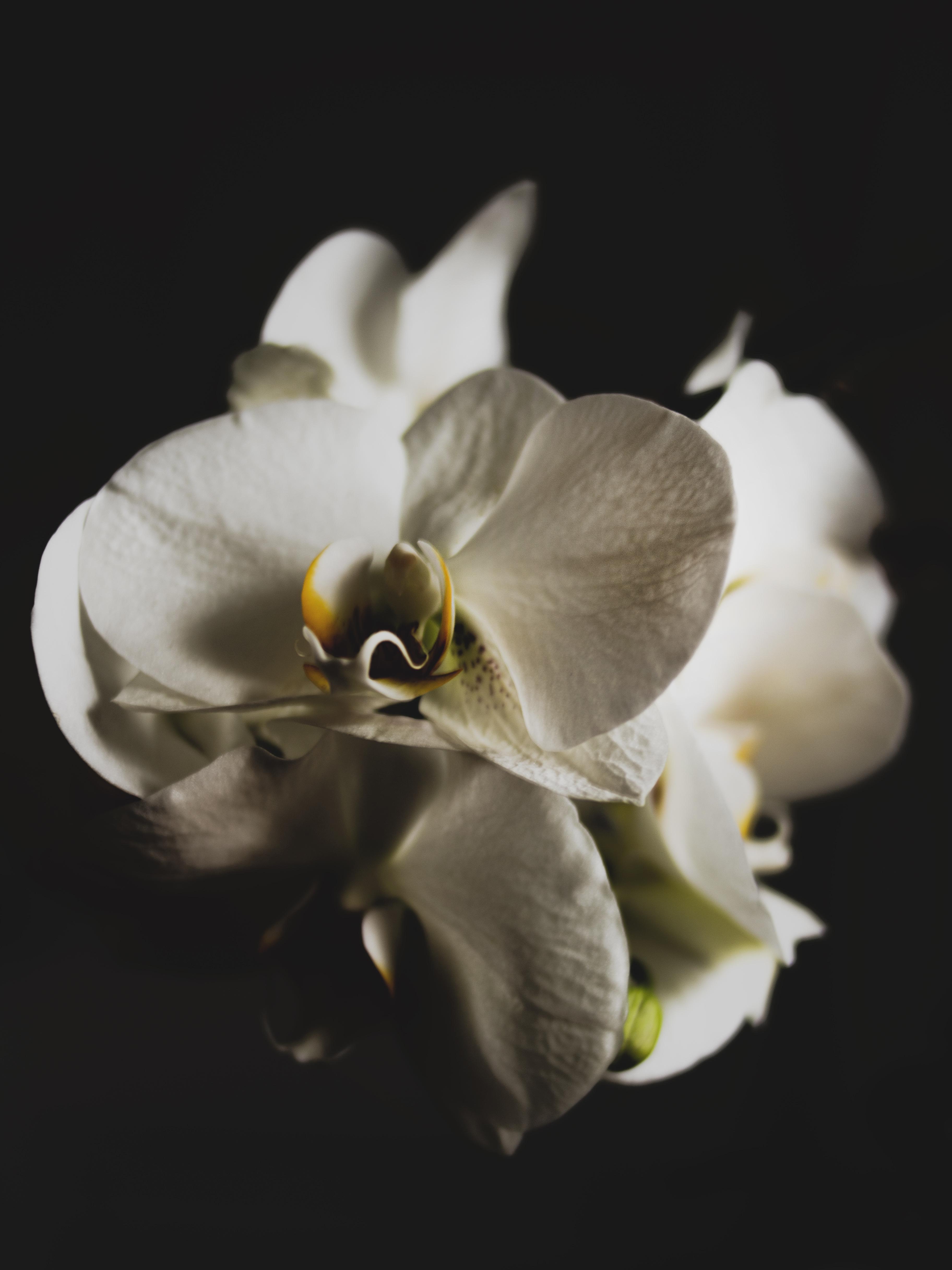 3648x4864 Close Up Photo Of White Orchid In Black Background · Free