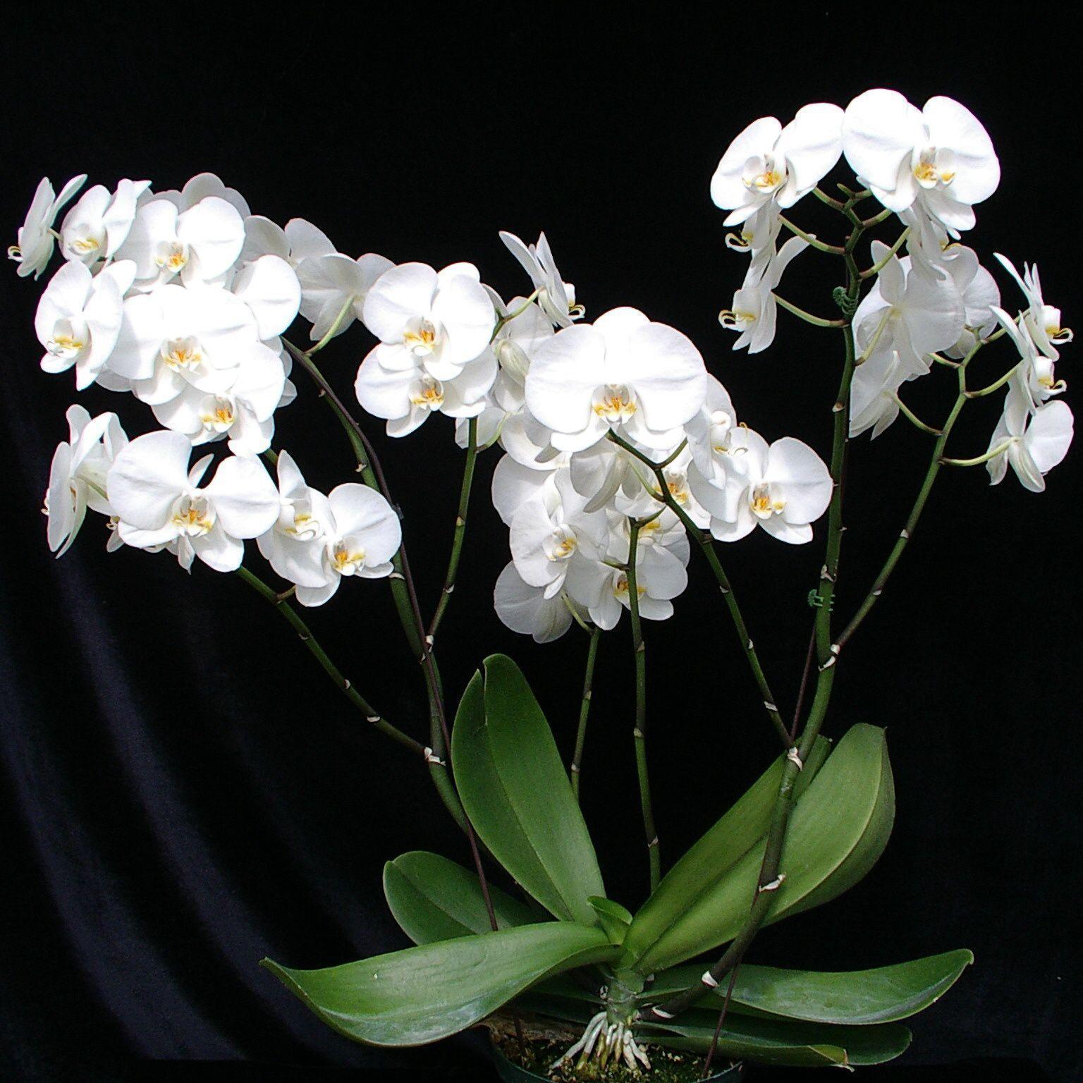 1536x1536 White Orchid Wallpaper