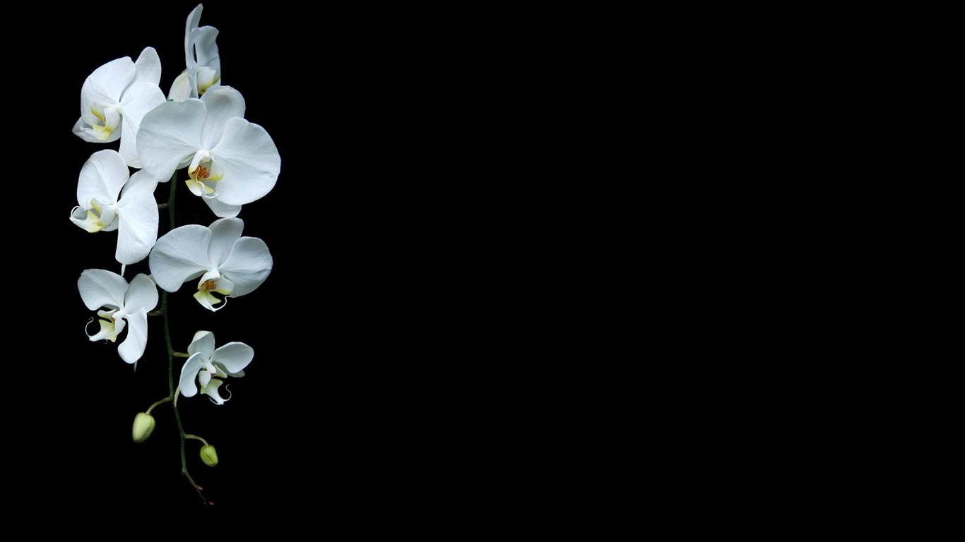 1366x768 minimalism orchids flowers black background white flowers wallpaper