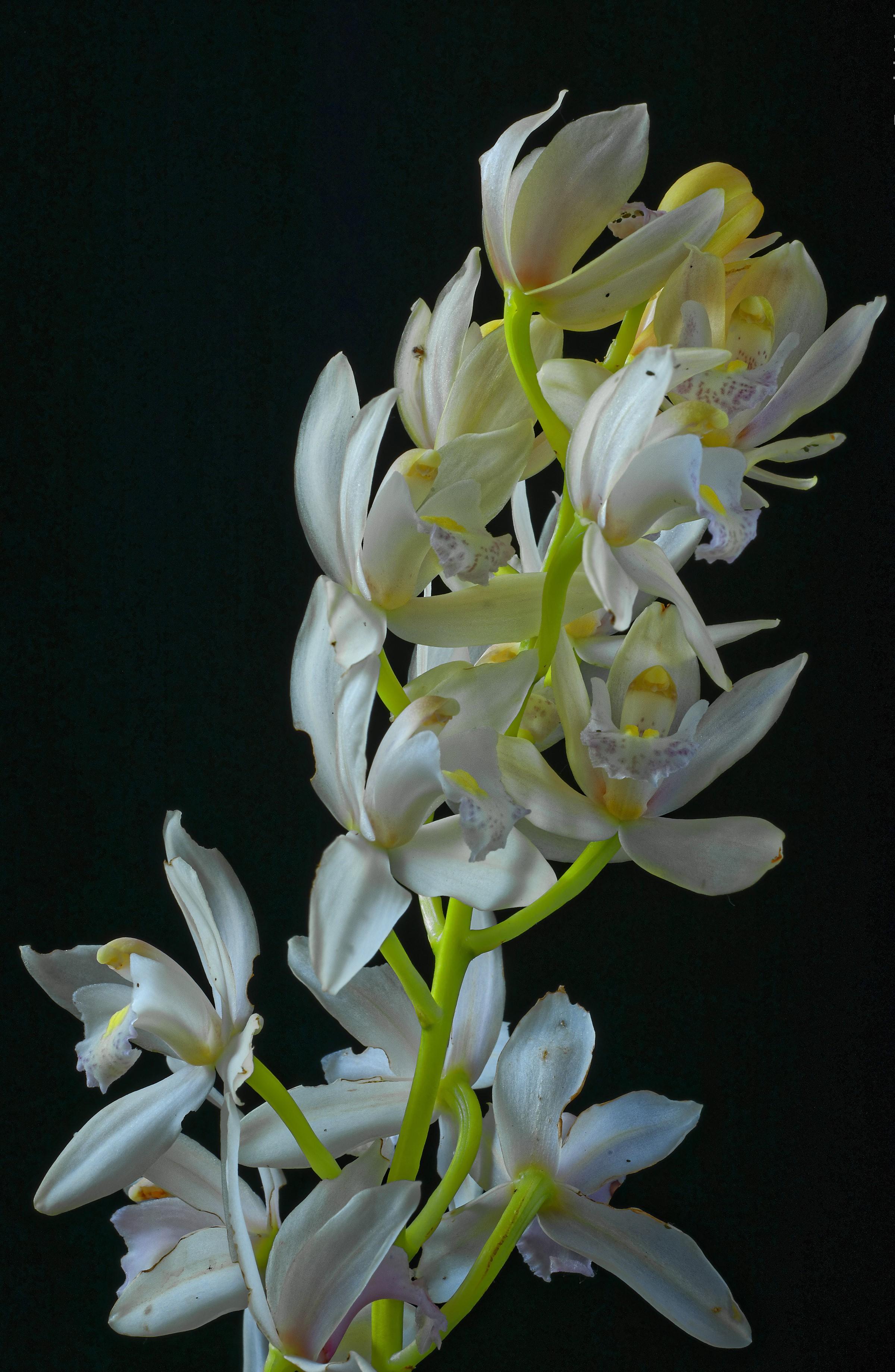 2400x3680 Orchid, Closeup, Black background, White. Mocah HD Wallpaper