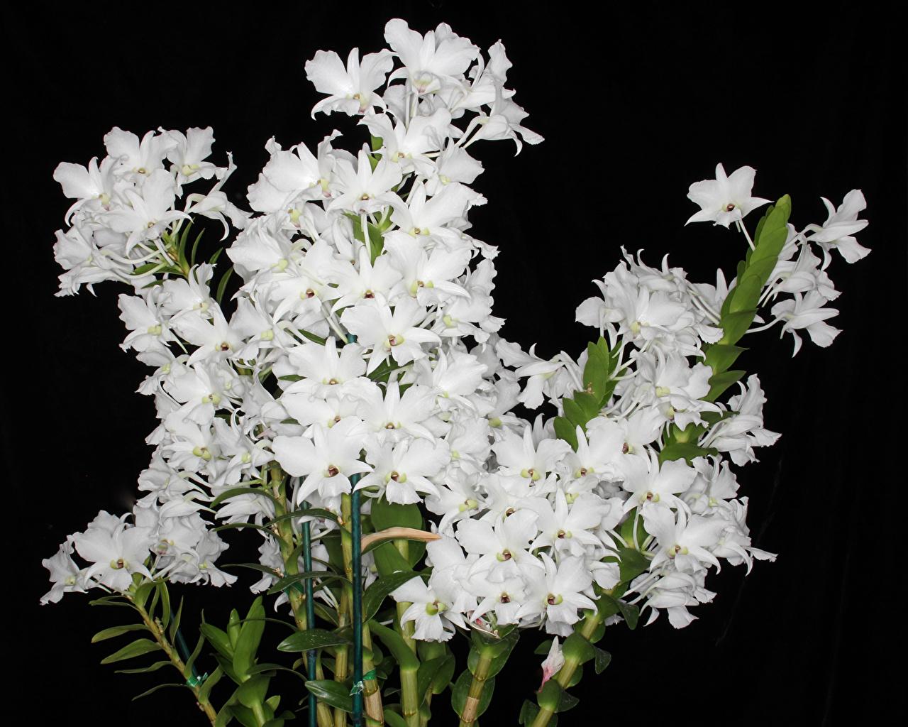 1280x1024 Image White Orchid Flowers Closeup Black background