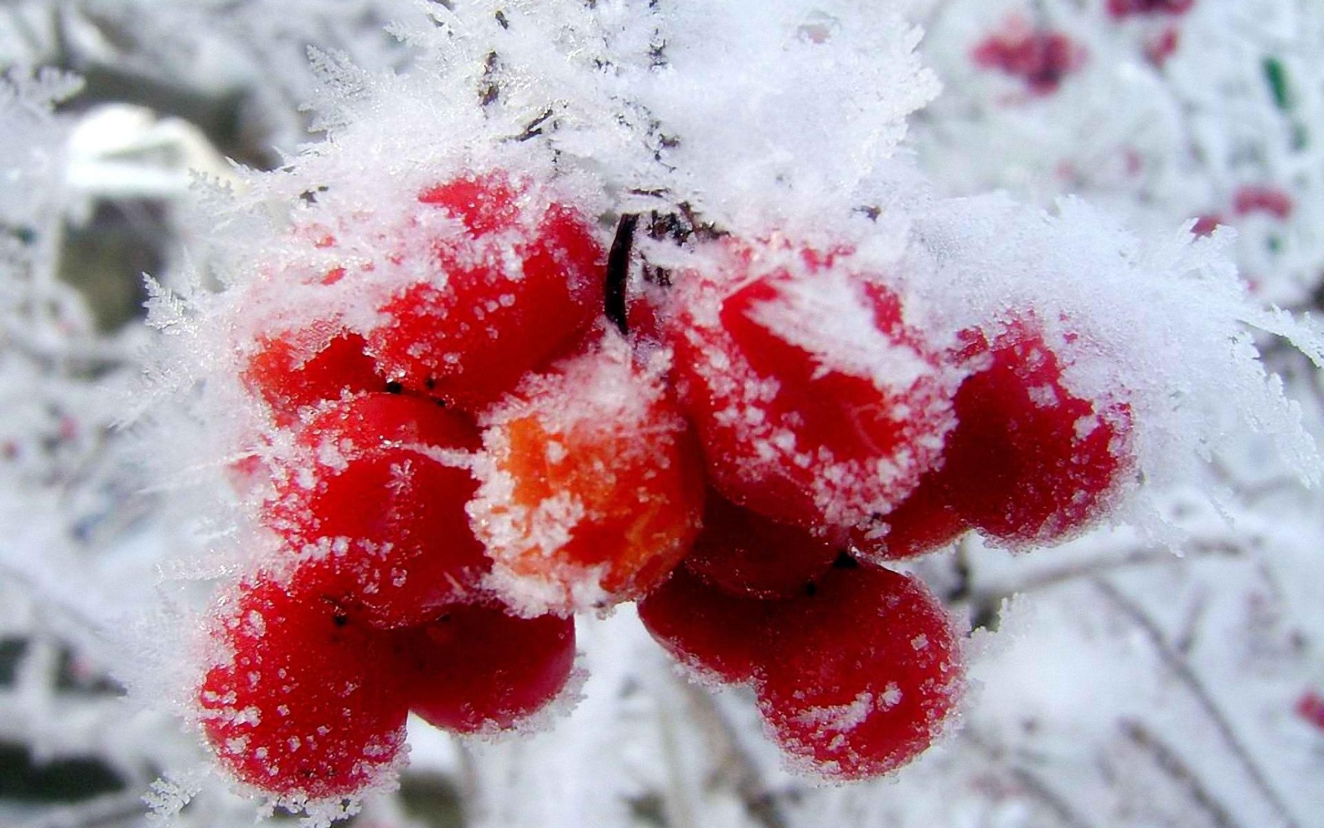 1920x1200 nature, Winter, First, Snow, Red, Berries, Fruits, Cranberry Wallpaper HD / Desktop and Mobile Background