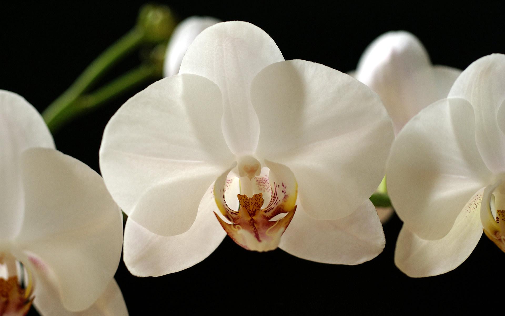 1920x1200 Free download orchid photo white world photo photography 1920x1200 [1920x1200] for your Desktop, Mobile & Tablet. Explore Black Orchid Wallpaper. Purple Orchid Wallpaper, Blue Orchid Wallpaper, Beautiful Orchids Wallpaper