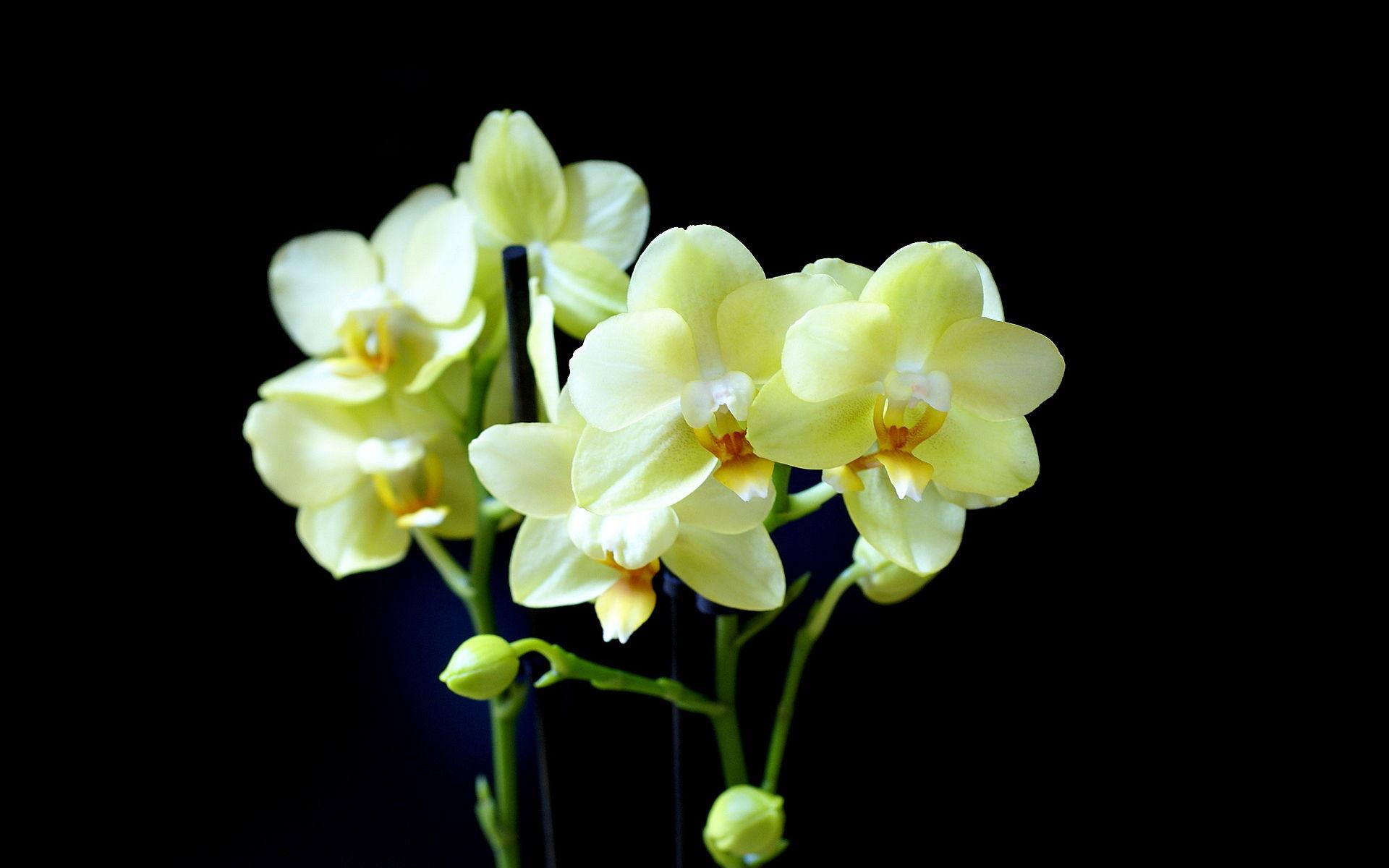 1920x1200 Background, world, yellow, phalaenopsis, orchid, wallpaper, photography, photo, orchids, black