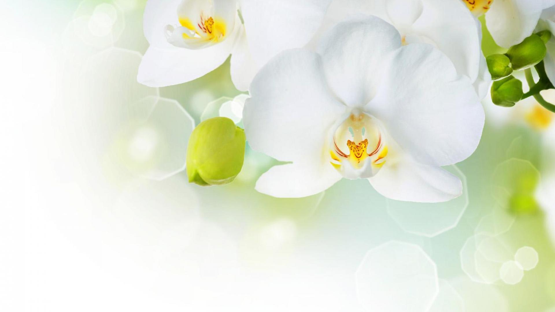 1920x1080 Beautiful White Orchid Flower Wallpaper Orchid White Background HD Wallpaper