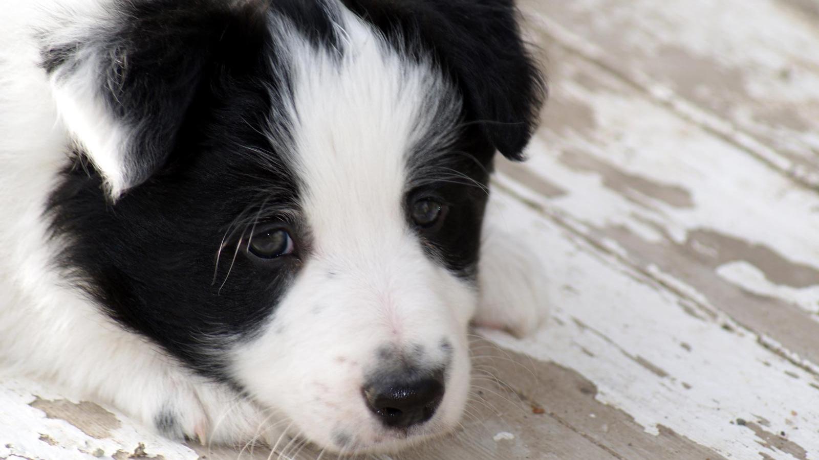1600x900 Free download Border Collie Puppy [1600x1200] for your Desktop, Mobile & Tablet. Explore Border Collie Wallpaper. Border Collie Wallpaper, Kitchen Border Wallpaper Border, Border Wallpaper