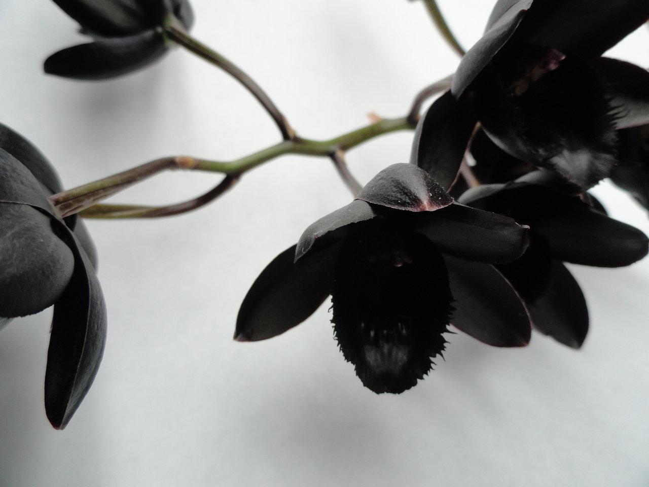 1280x960 Black Orchid wallpaper, Comics, HQ Black Orchid pictureK Wallpaper 2019