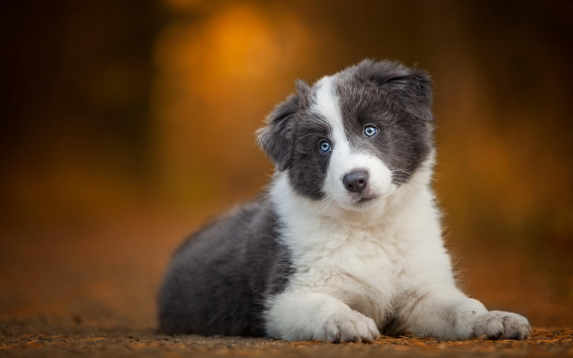 1920x1200 Dogs, Border Collie, Puppy, Glance. Mocah HD Wallpaper