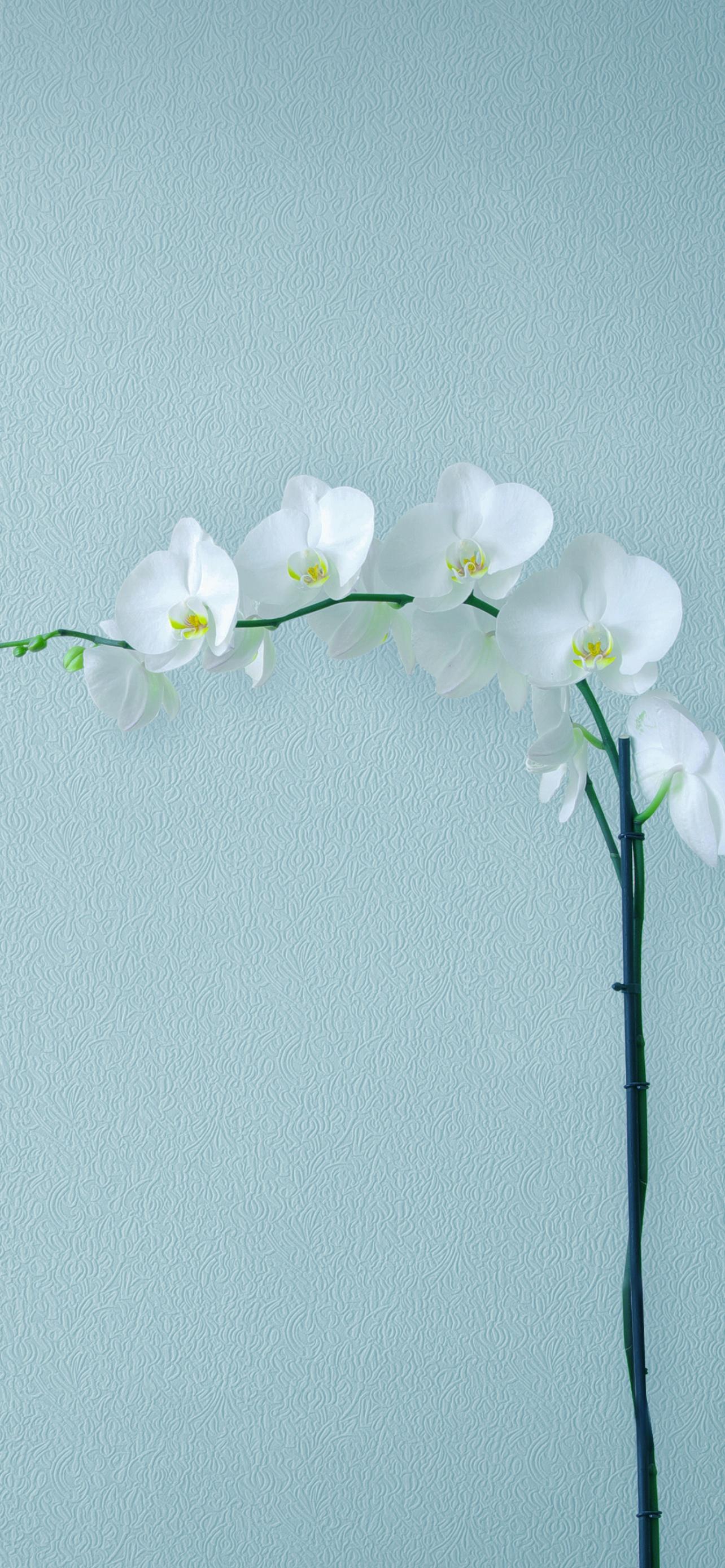1284x2778 White Orchids Wallpaper 4K, Orchid flowers, Branch, Artificial flowers, Flowers