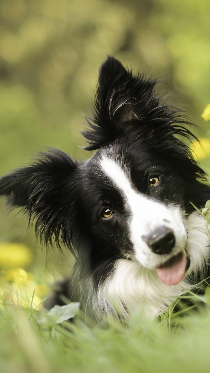 736x1308 Border Collie Computer Wallpaper Desktop Background x. Border collie, Collie, Puppy wallpaper iphone