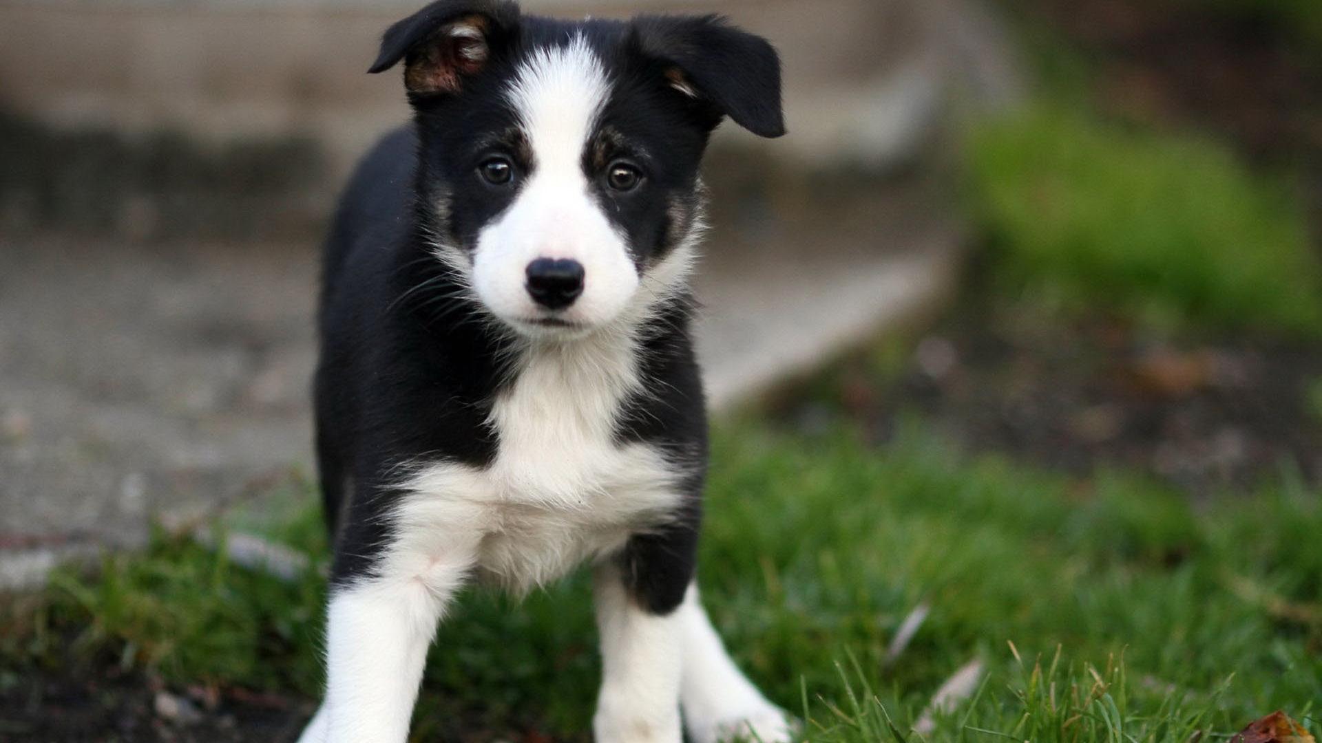1920x1080 Free download Animals Dogs Beautiful Border Collie puppy goes on the grass 051169 [1920x1200] for your Desktop, Mobile & Tablet. Explore Dog Wallpaper Borders Sale. Dog Wallpaper for Walls