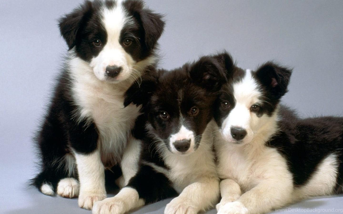 1440x900 Border Collie Puppies On A Gray Background Wallpaper And Image. Desktop Background