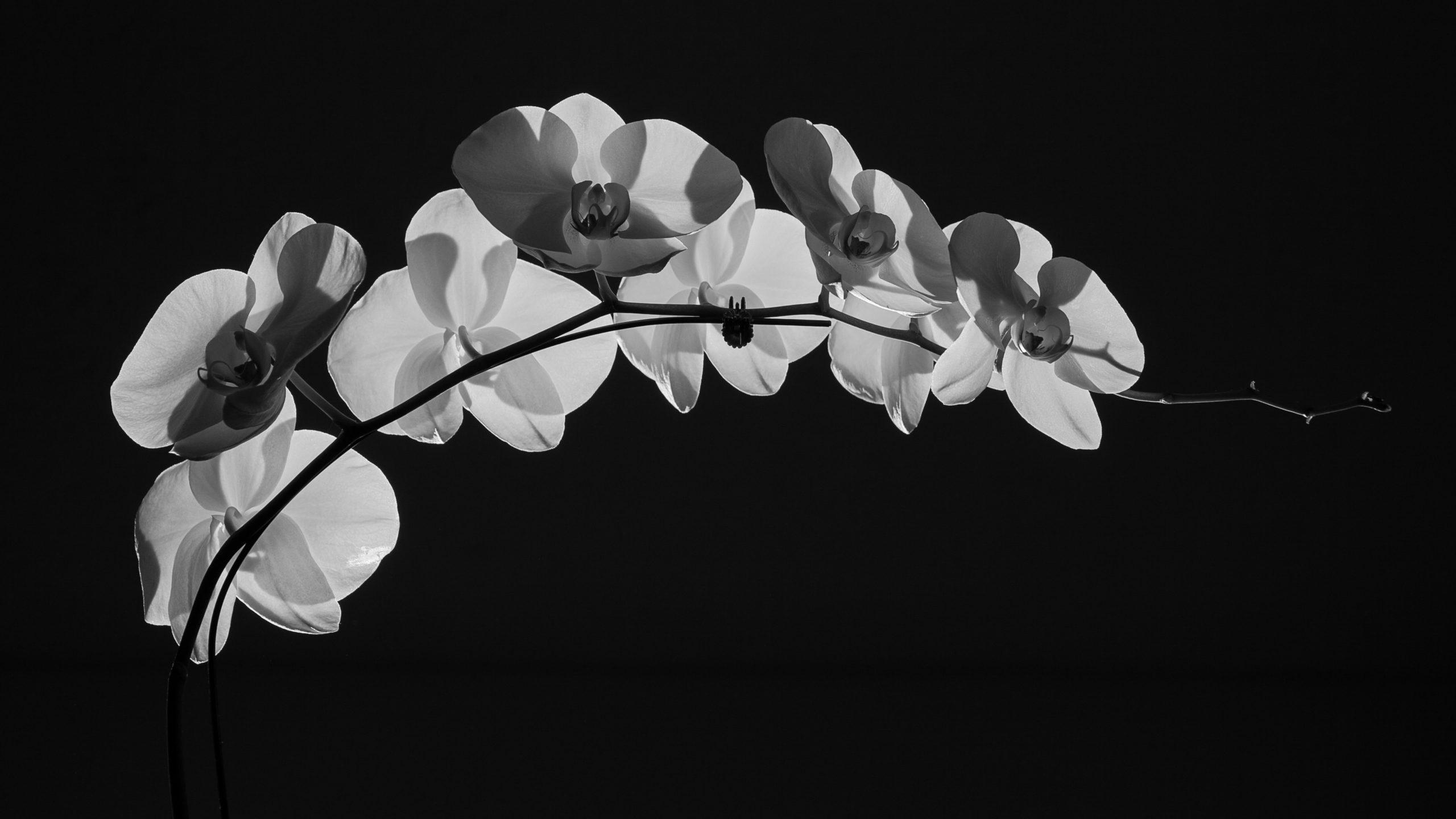 2560x1440 Orchids in Black & White Show Specialty Workshop Selby Botanical Gardens