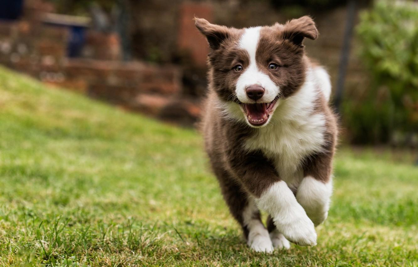 1332x850 Wallpaper dog, puppy, walk, The border collie image for desktop, section собаки