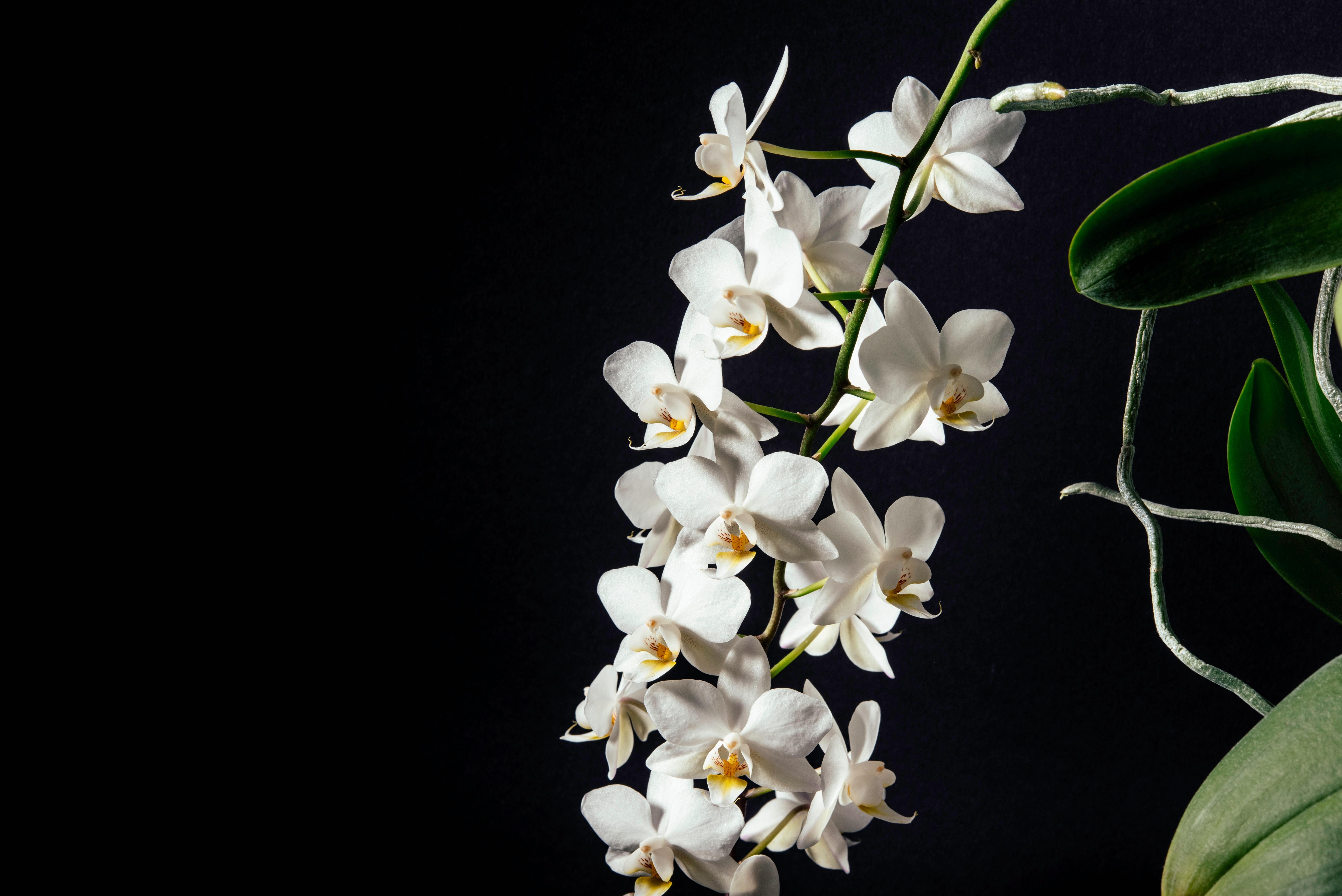 5773x3854 5773x3854 #white, #lily, #dark, #orchidee, #shadow, #Public domain image, #beauty, #grow, #green, #flower, #orchid, #bloom, #black background, #blume, #beautiful, #white flower, #plant, #petal, #pflanze, #makro HD Wallpaper