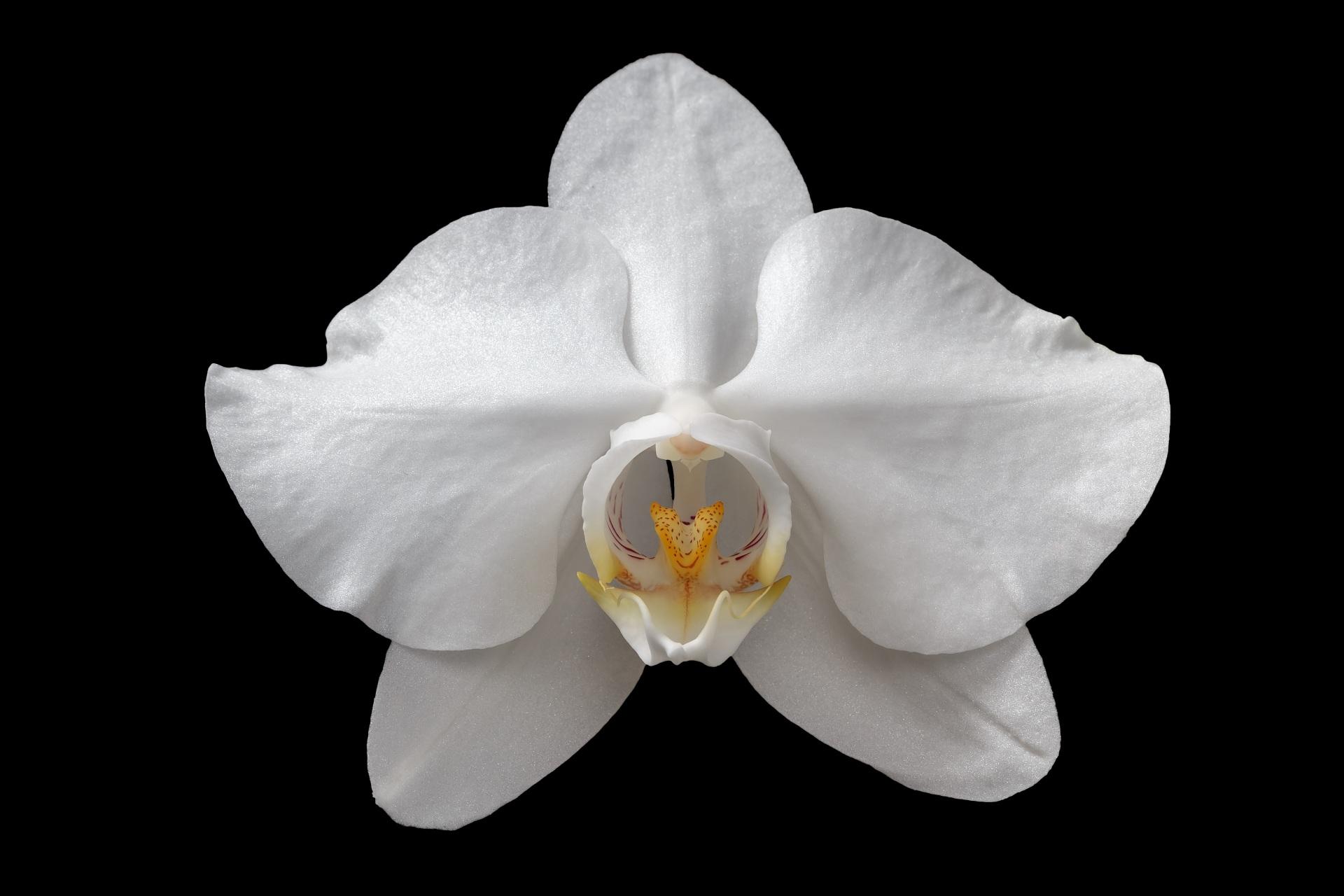 1920x1280 Picture White Orchid flower Closeup Black background 1920x1280