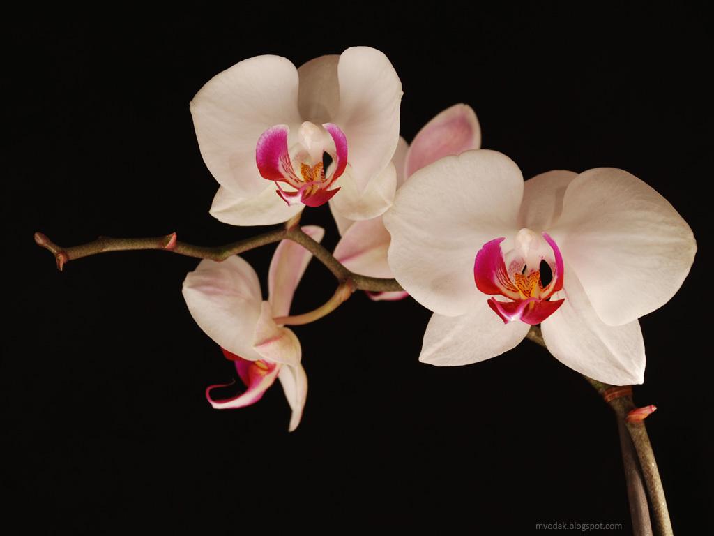 1024x768 Black and White Orchid Wallpaper widescreen wallpaper (1024 x 768 )