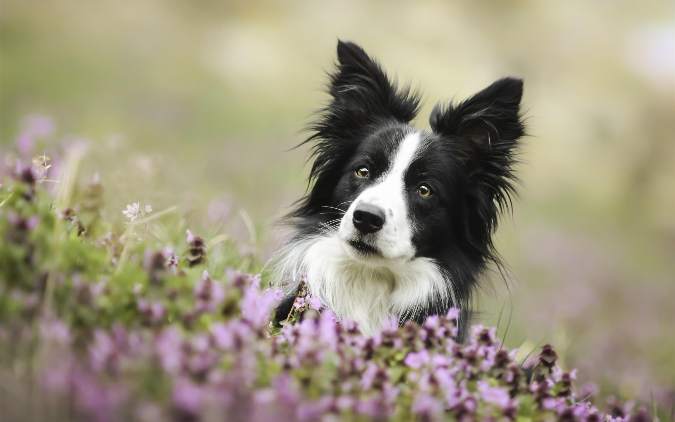 2560x1600 Wallpaper Cute dog, border collie, eyes, flowers 2560x1600 HD Picture, Image