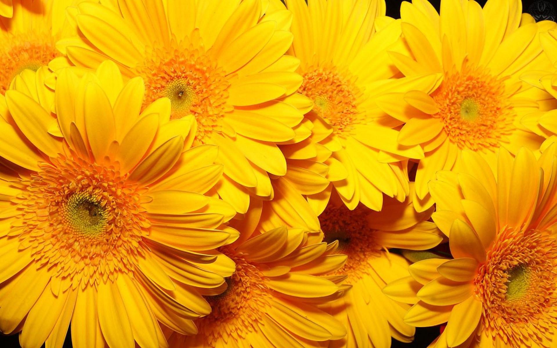 1920x1200 Yellow aesthetic desktop wallpaper • Wallpaper For You HD Wallpaper For Desktop & Mobile