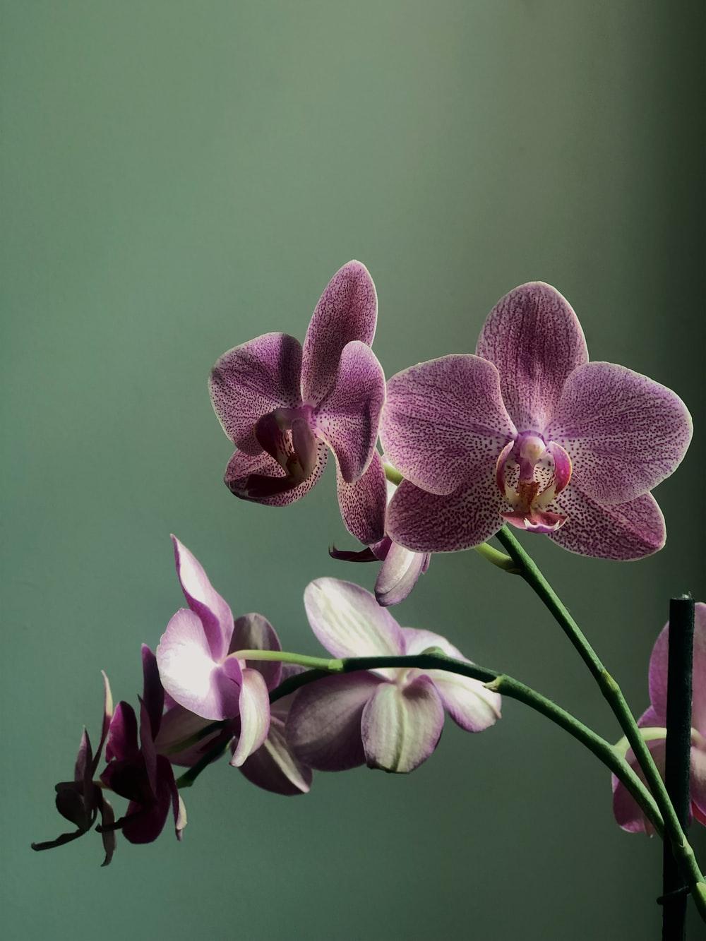 1000x1333 Orchid Picture. Download Free Image