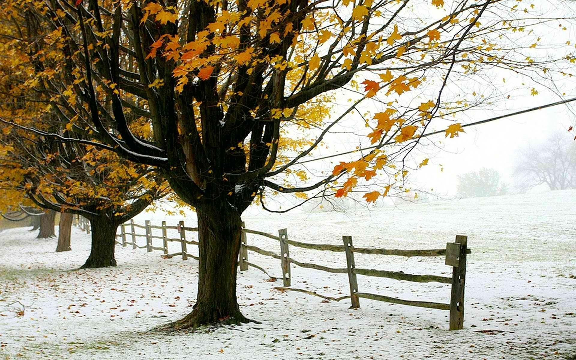 1920x1200 Winter trees foliage the first snow fence autumn wallpaperx1200