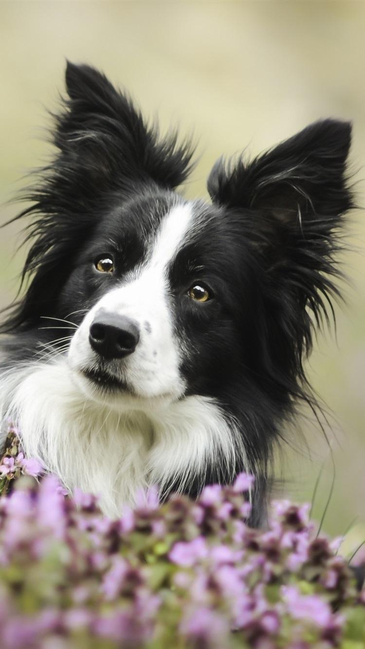 750x1334 Cute Dog, Border Collie, Eyes, Flowers 750x1334 IPhone 8 7 6 6S Wallpaper, Background, Picture, Image