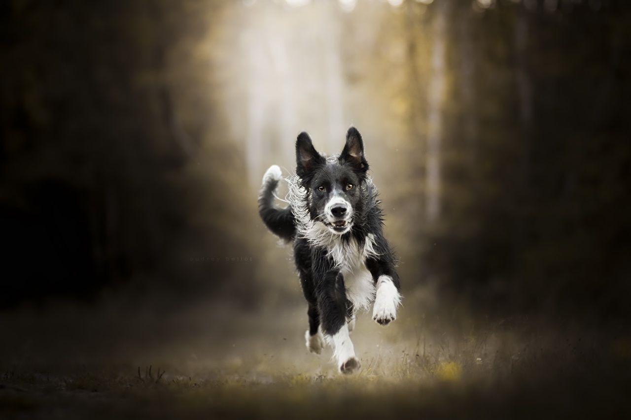 1280x853 Wallpaper Border Collie Dogs Run Animals Running. Border collie dog, Dog runs, Border collie puppy training