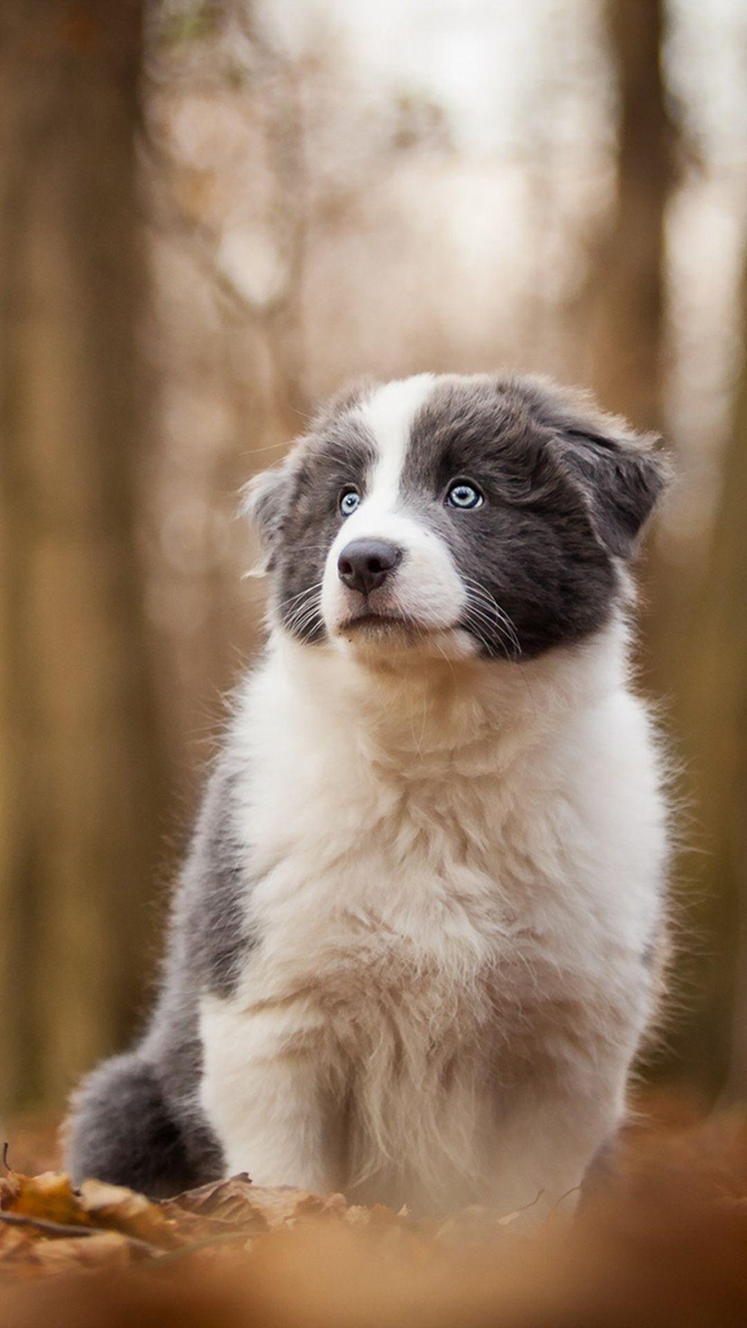 1080x1920 Border Collies Wallpaper