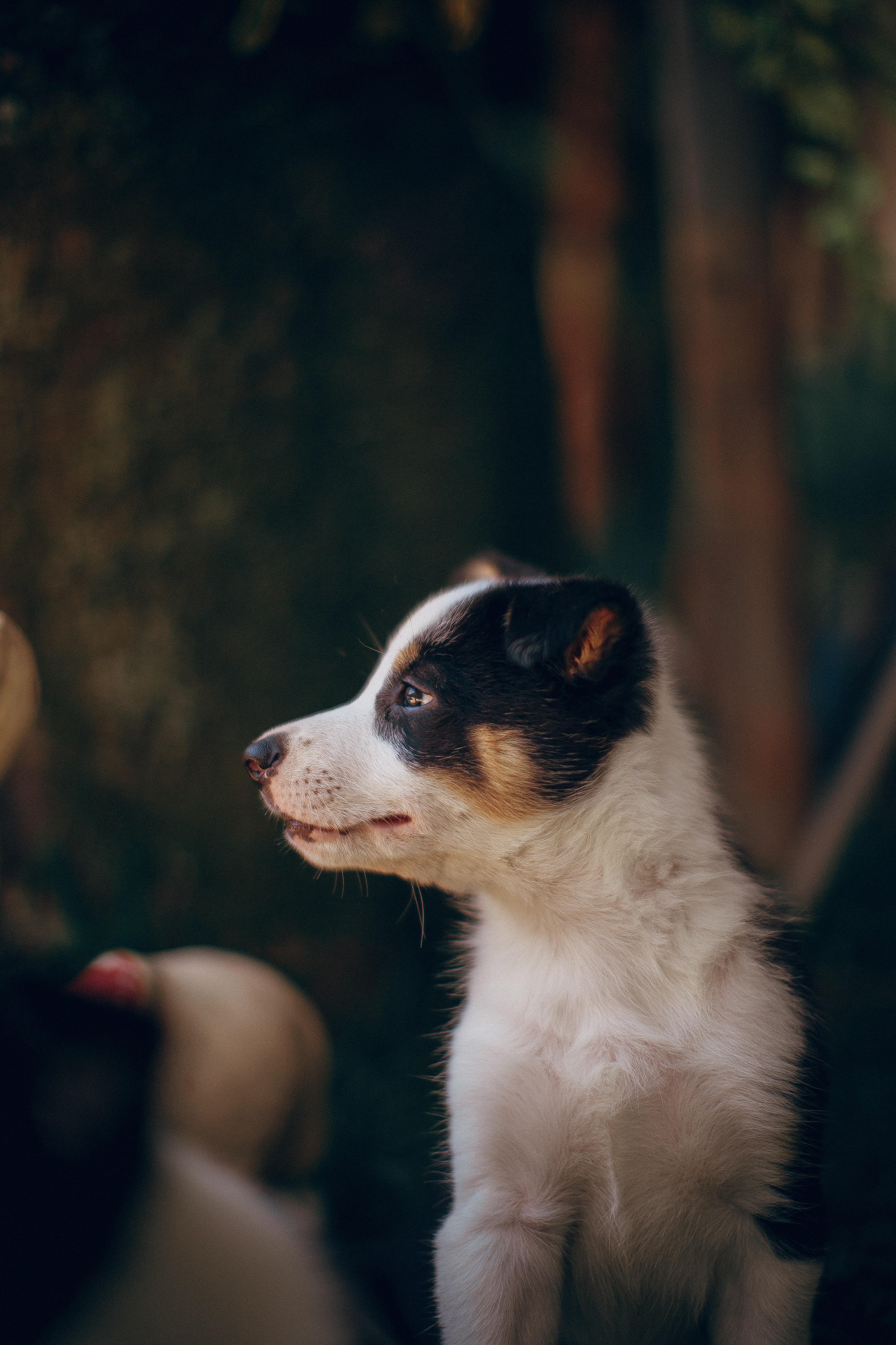 3648x5472 White And Black Border Collie Mix Puppy · Free