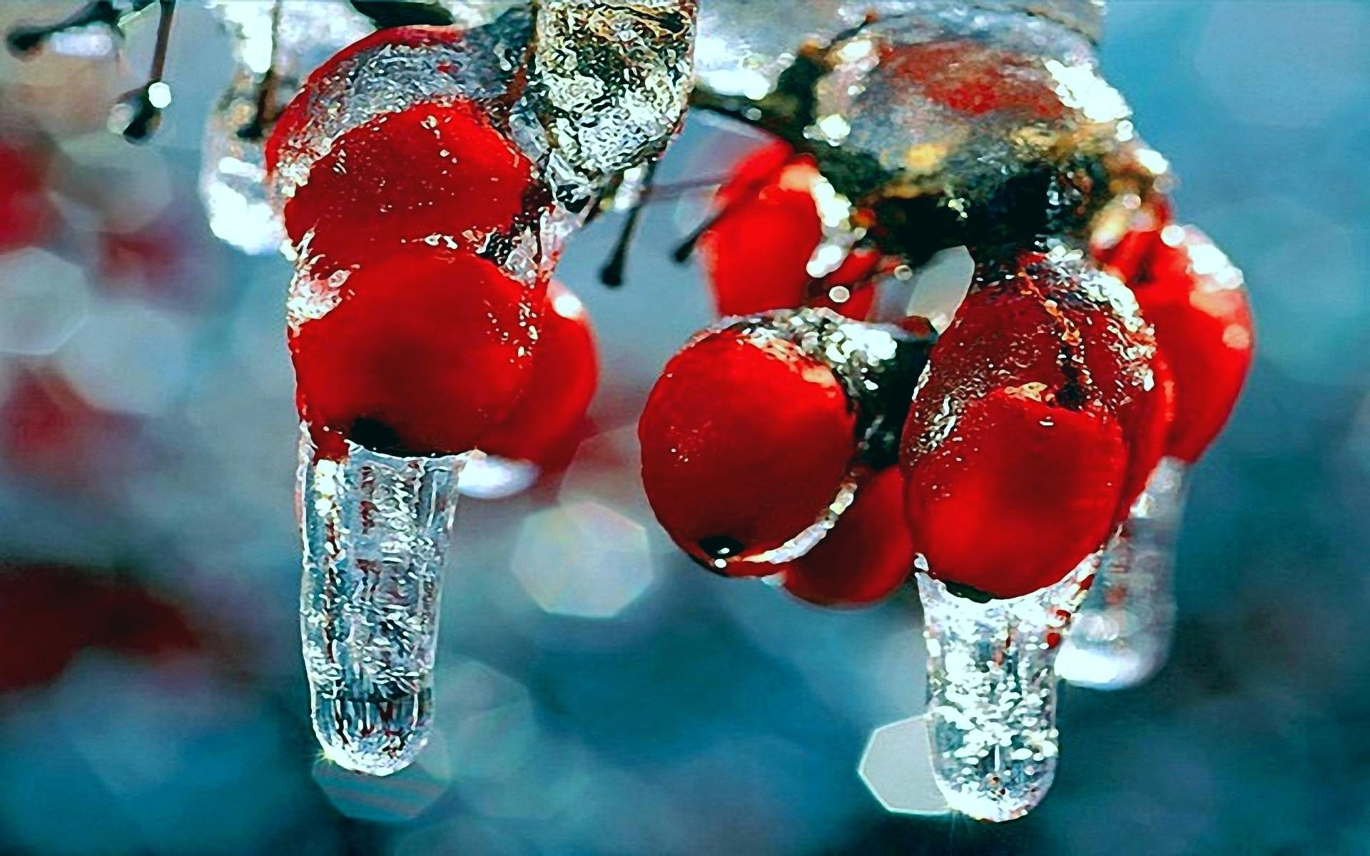 1920x1200 winter, Nature, First, Snow, Frost, Red, Berries, Fruits, Rosehips, Icicles Wallpaper HD / Desktop and Mobile Background