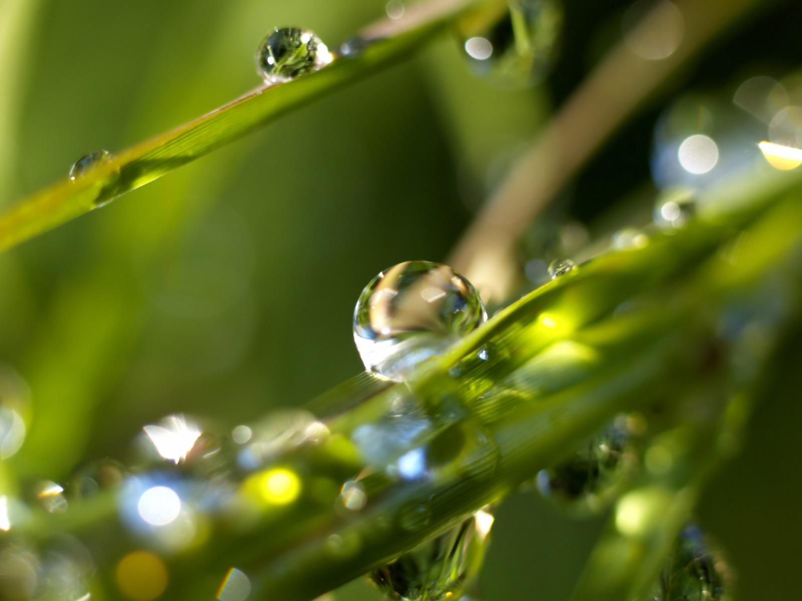 Rain Droplets Wallpapers - Top Free Rain Droplets Backgrounds ...