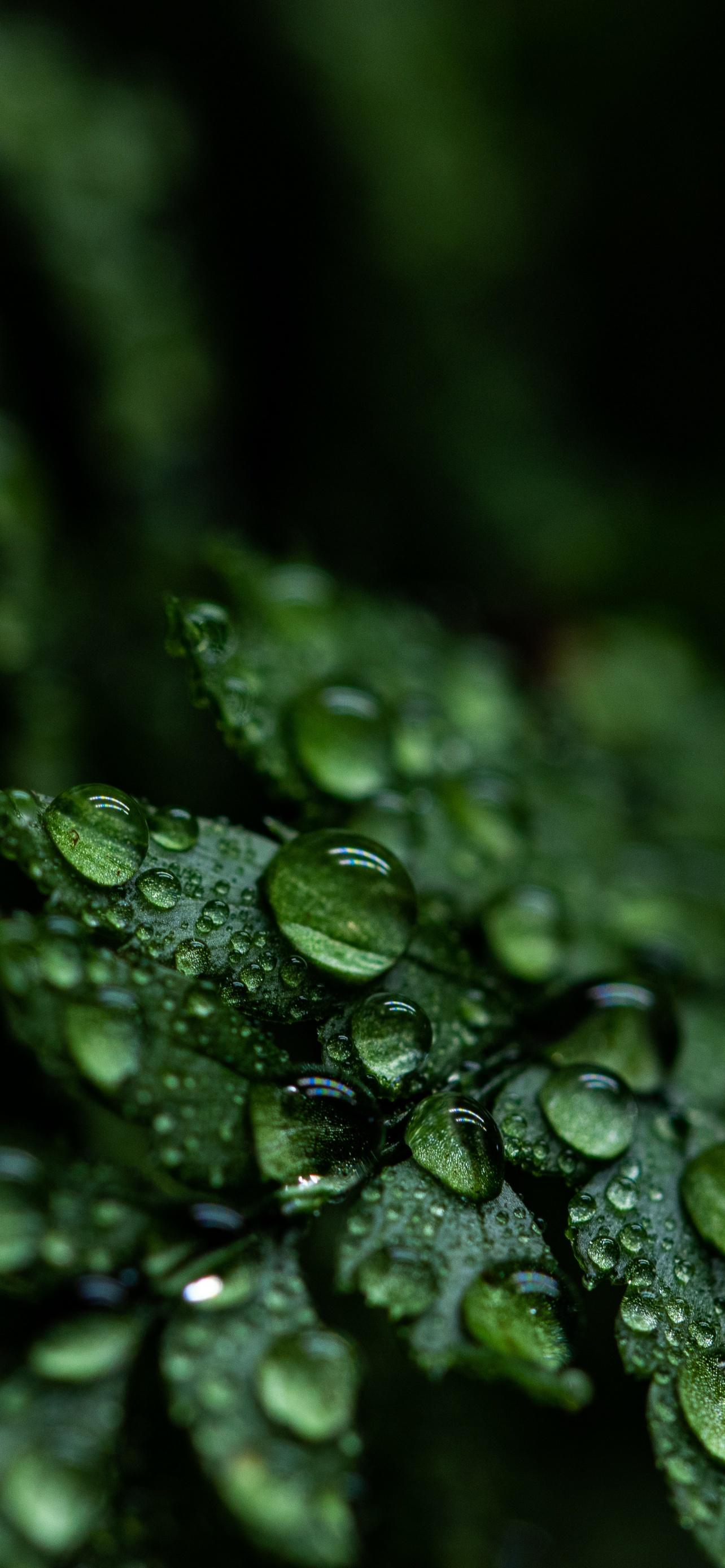 1284x2778 Leaves Wallpaper 4K, Rain drops, Dark, Plant, Droplets, 5K, Nature